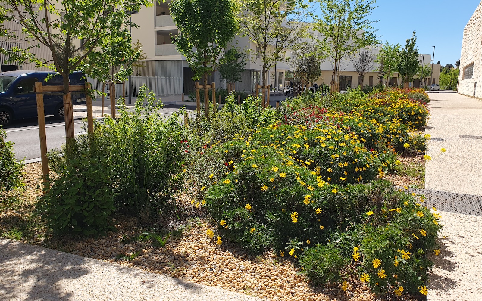 Renaturation des espaces publics - Quartier Port Marianne