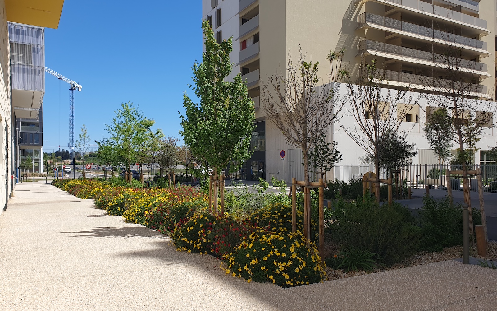 Renaturation des espaces publics - Quartier Port Marianne